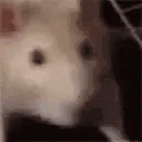 Animated Polita GIF badge beside a Twitch username